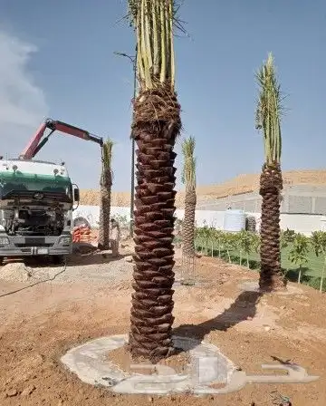نخل للبيع نخيل طيب نقايل فسايل توصيل جميع المواقع مثمر فاخر 5