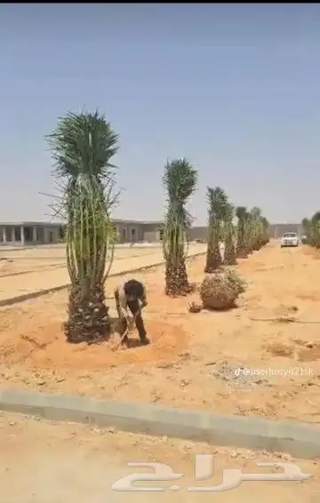 انخل للبيع جميع  النواع وجميع المقسات المختلفه دمام الجبيل 1