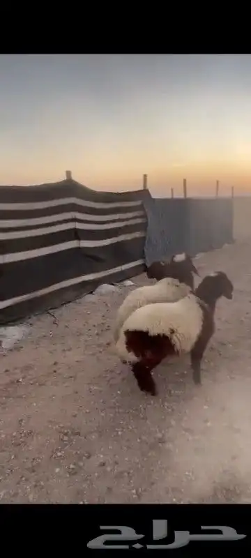 خروفين ورخل هرفى الموقع الذيبيه تفريد وجمله 0