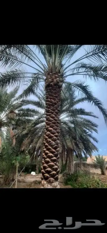 نخل عذبي 1