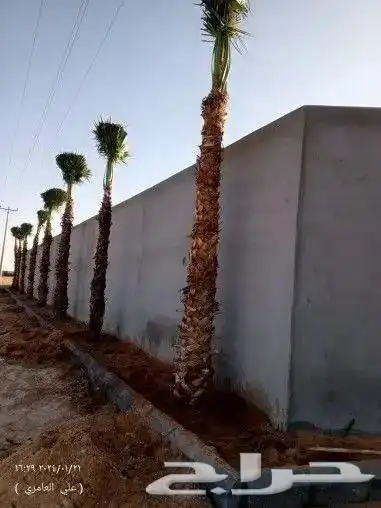 نخيل واشنطني ابومروحه درجه اولي 9
