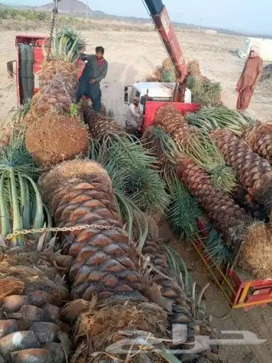 قشع نخل نقل نخل ازالة نخل قص شجر تقطيع شجر 3