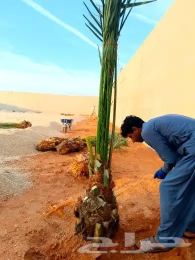 نخل مثمر للبيع مجدول خضري دخيني نخيل صقعي صفاوي عنبر شيشي غر 1
