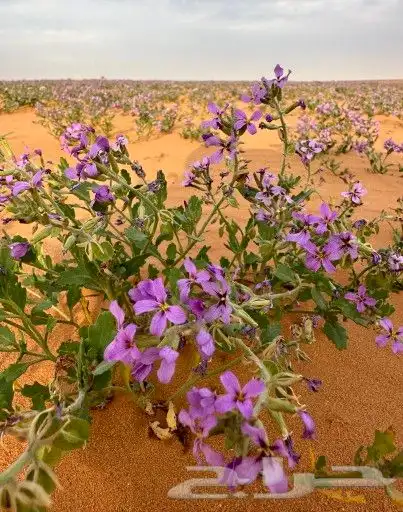 بكج بذور ازهار الوسمي و الربيع البرية عرض خاص 5