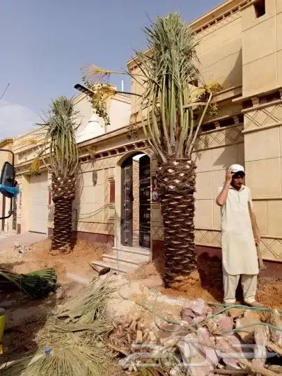 نخل للبيع نخيل طيب نقايل فسايل توصيل جميع المواقع مثمر فاخر 4