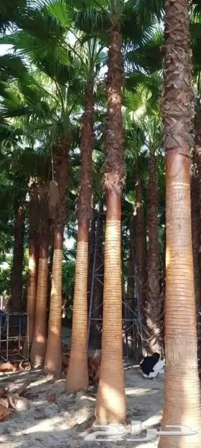 نخيل واشنطني ابومروحه درجه اولي 5