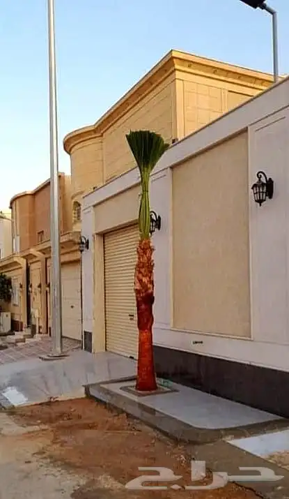نخل واشنطني زينه ملكي نخل مثمر صقعي هلالي اخلاص سكري نبوت غر 13