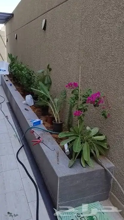 زرع طبيعي مع نخل واحواض زراعيه زرع جهنميه وفل وياسمين هندي و 1