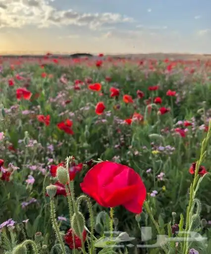 بكج بذور ازهار الوسمي و الربيع البرية عرض خاص 1