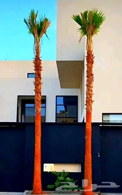 نخل واشنطني زينه ملكي نخل مثمر صقعي هلالي اخلاص سكري نبوت غر 11