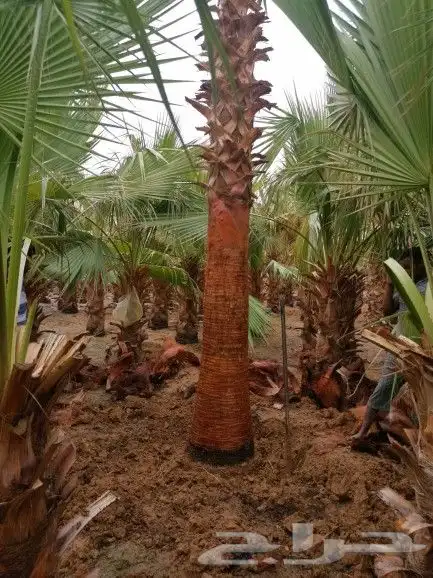 نخل مثمر للبيع مجدول خضري دخيني نخيل صقعي صفاوي عنبر شيشي غر 7