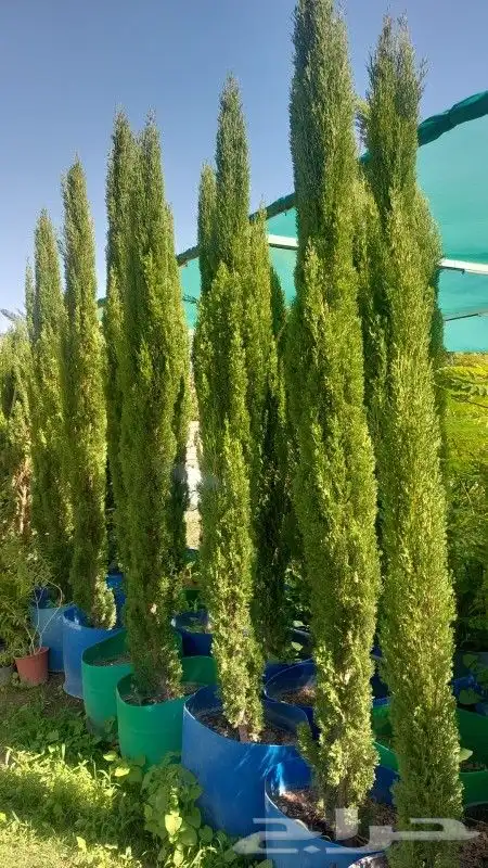 سروا إيطالي واشجار الترمناليا 4
