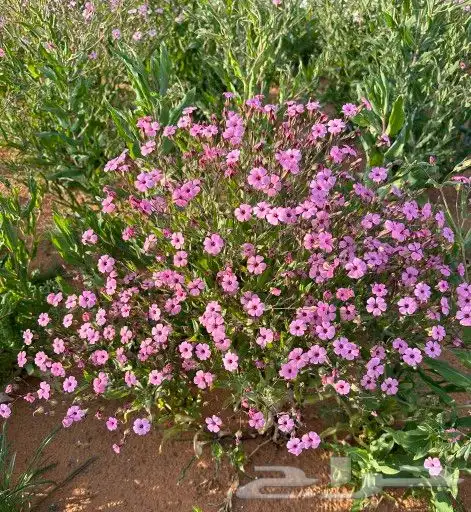 بكج بذور ازهار الوسمي و الربيع البرية عرض خاص 0