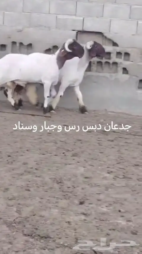 فحول نعيم صنف للبيع 5