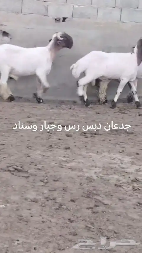 فحول نعيم صنف للبيع 2