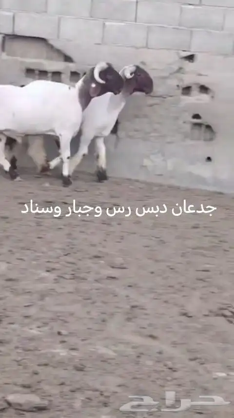 فحول نعيم صنف للبيع 6