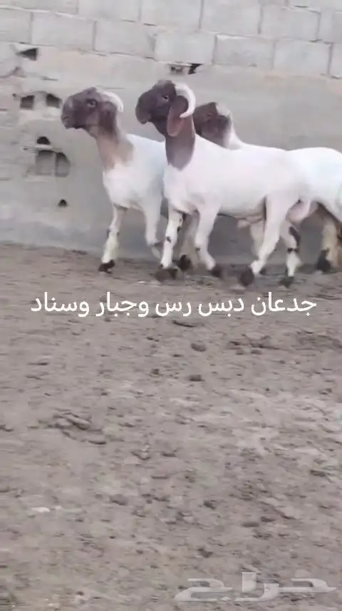 فحول نعيم صنف للبيع 0