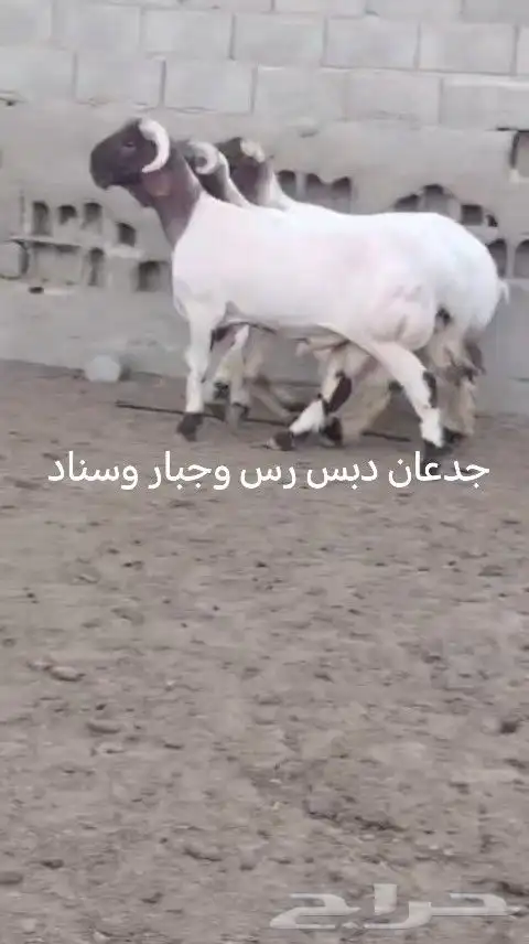 فحول نعيم صنف للبيع 4
