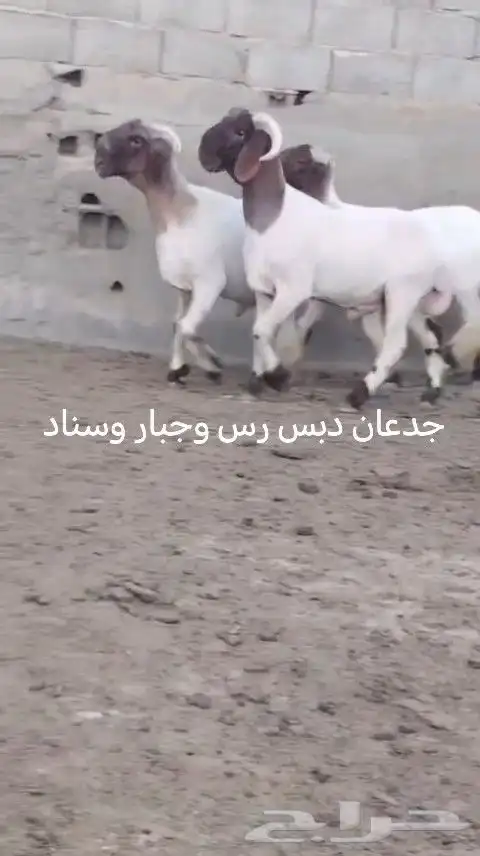 فحول نعيم صنف للبيع 3