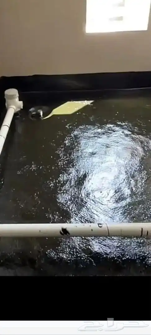 غوازل ستخا خزان 1