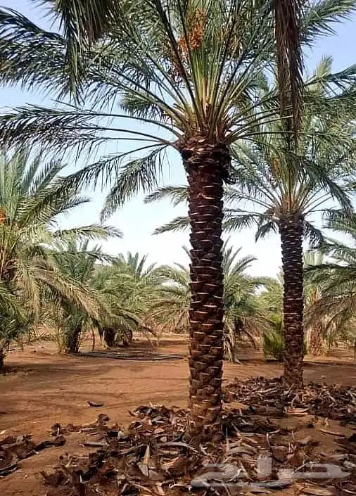 نخل واشنطني زينه ملكي نخل مثمر صقعي هلالي اخلاص سكري نبوت غر 9