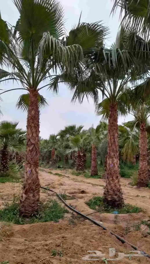 نخل واشنطني 8