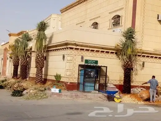 نخل للبيع نخيل طيب نقايل فسايل توصيل جميع المواقع مثمر فاخر 2