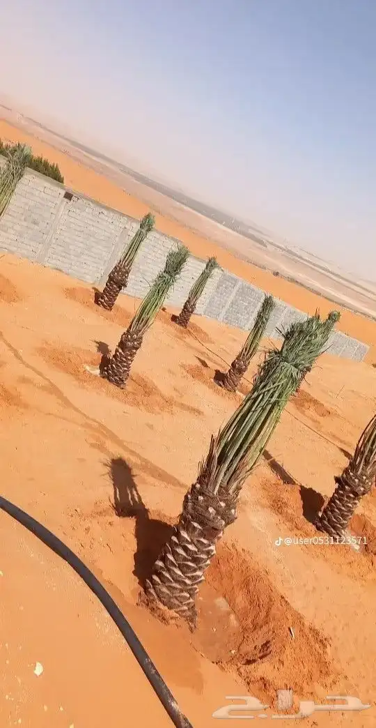 سلام عليكم اليوم عندنا الفسيل المثمره الحد زبينا 9