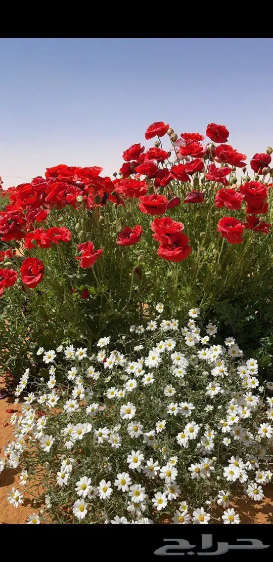 بكج بذور ازهار الوسمي و الربيع البرية عرض خاص 7