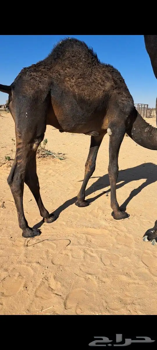 قعود مجهم تحت امه مغلق شحم 0