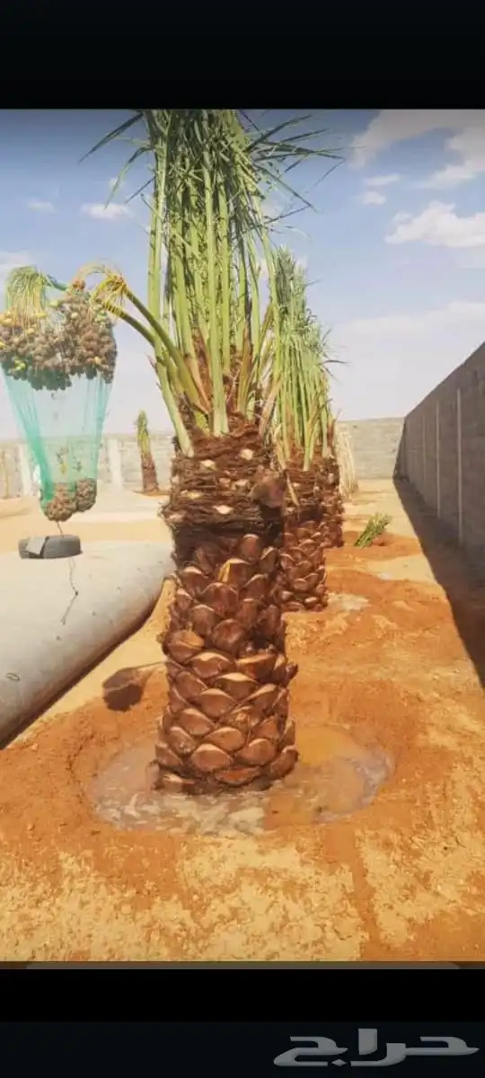 نخل القصيم نخلوطيب ومثمر على هذا الرقم 6