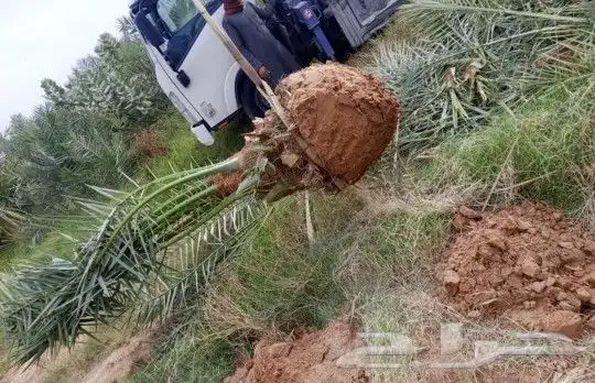 نخل مثمر للبيع مجدول خضري دخيني نخيل صقعي صفاوي عنبر شيشي غر 5