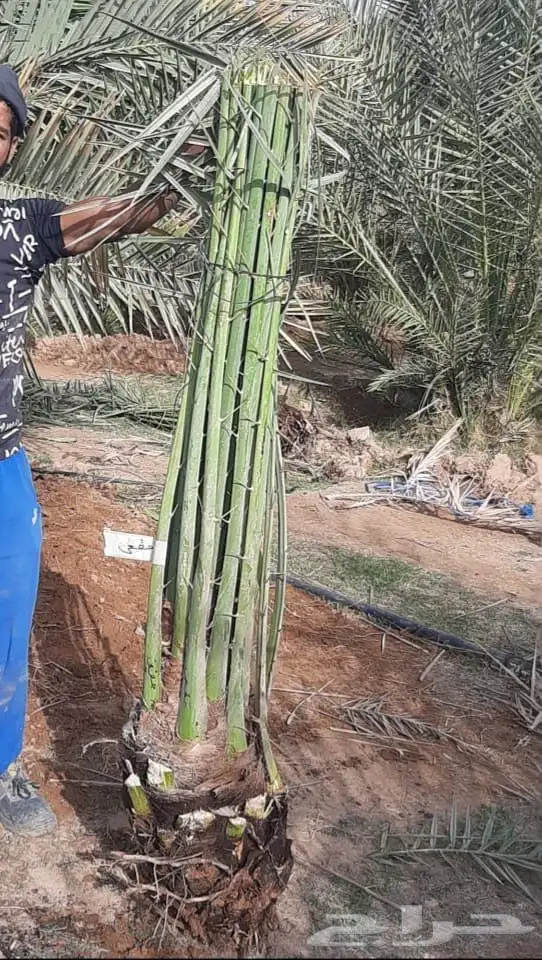 نخيل صقعي 9