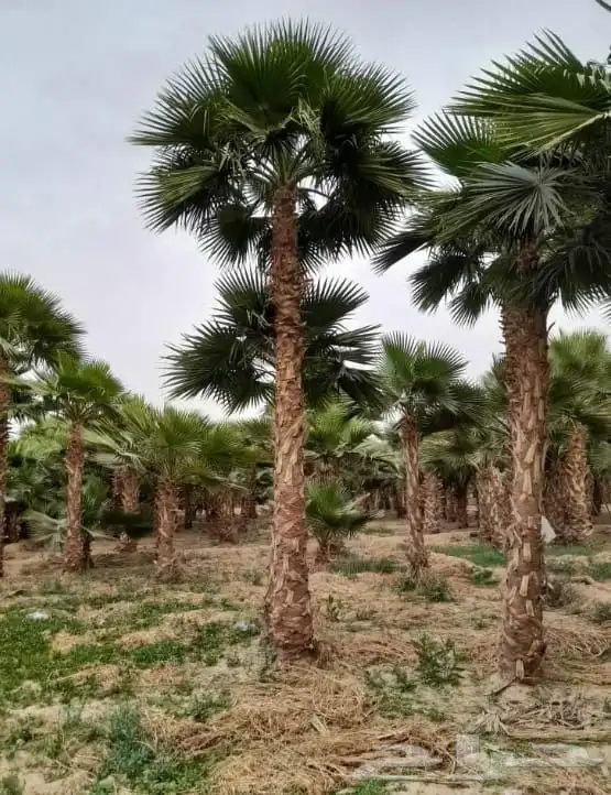 نخل واشنطني 4