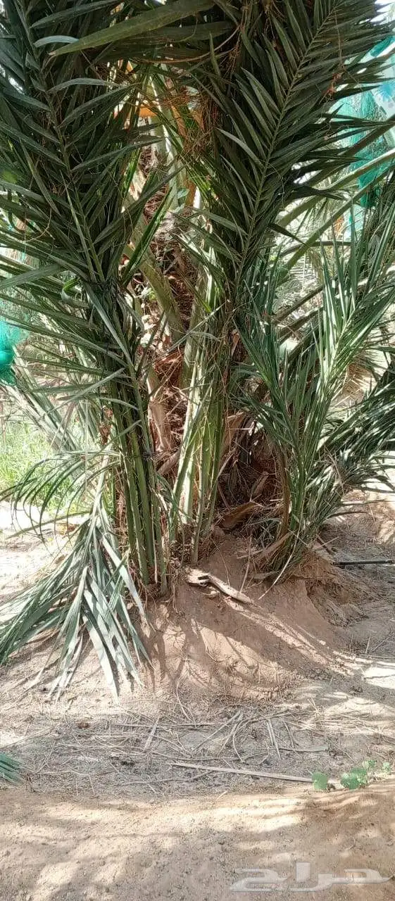 يوجد لدينا فسائل صكعي مجدولي والصناف اثانيه 6