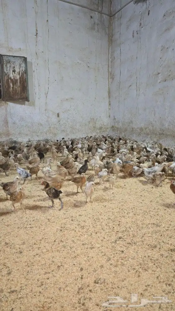 صوص بلدي محصن بصحه ممتازه جدا العمر شهر وزياده 3