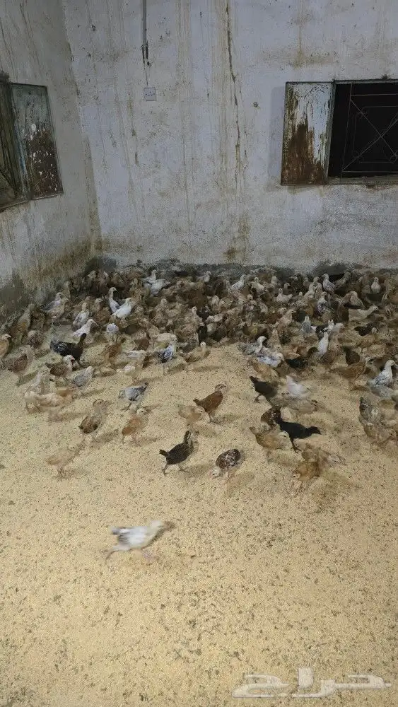صوص بلدي محصن بصحه ممتازه جدا العمر شهر وزياده 1
