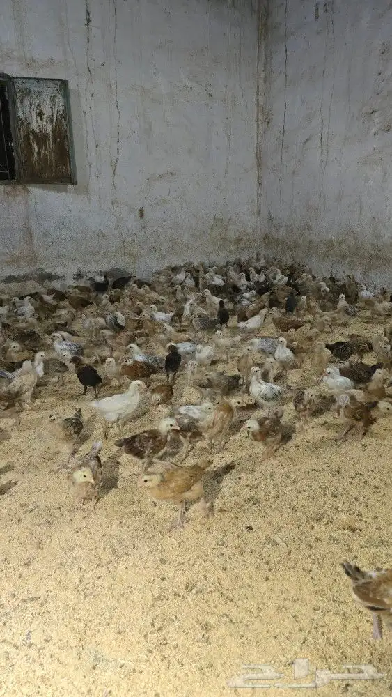 صوص بلدي محصن بصحه ممتازه جدا العمر شهر وزياده 2