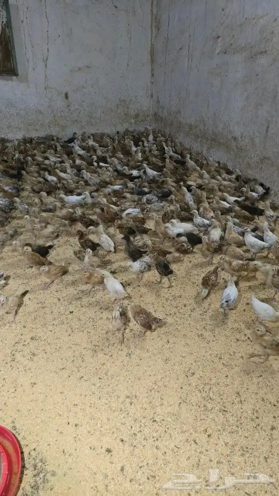 صوص بلدي محصن بصحه ممتازه جدا العمر شهر وزياده 4