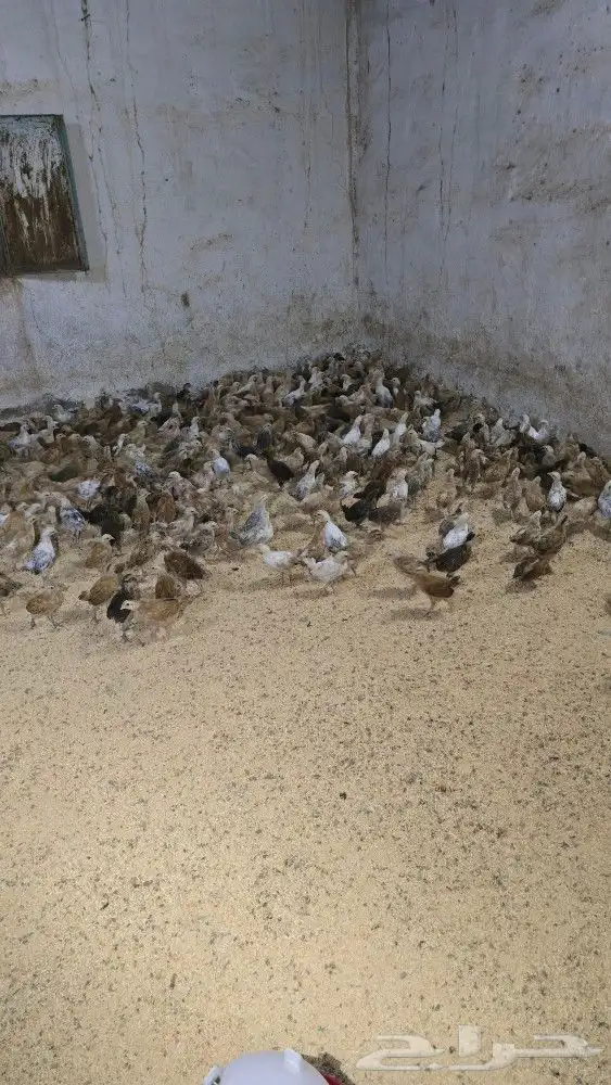 صوص بلدي محصن بصحه ممتازه جدا العمر شهر وزياده 0