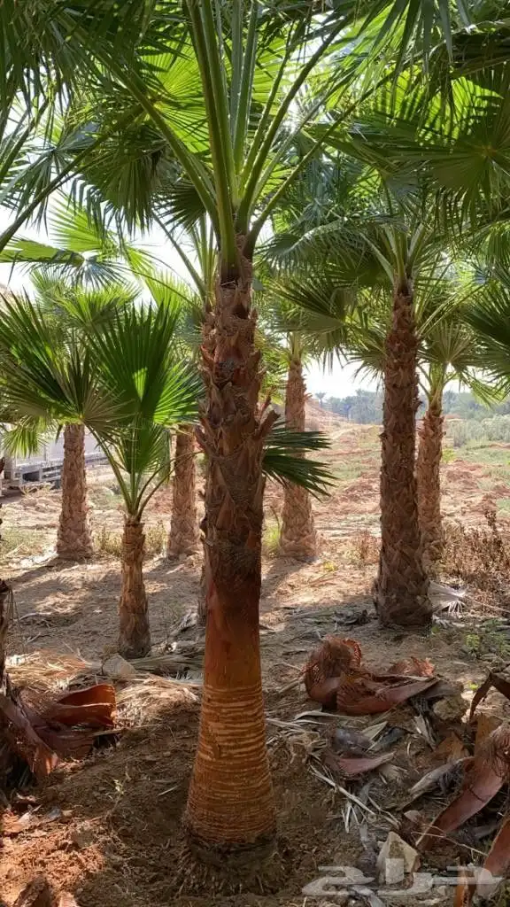 نخل واشنطونياء زينه أمريكي 4