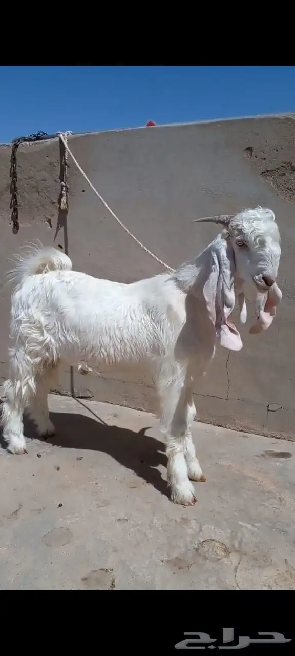 تيس مشروك طيب 0