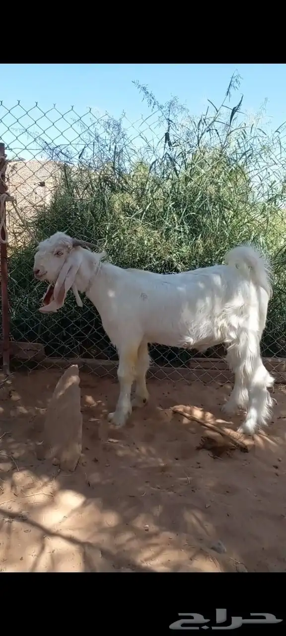 تيس مشروك طيب 1