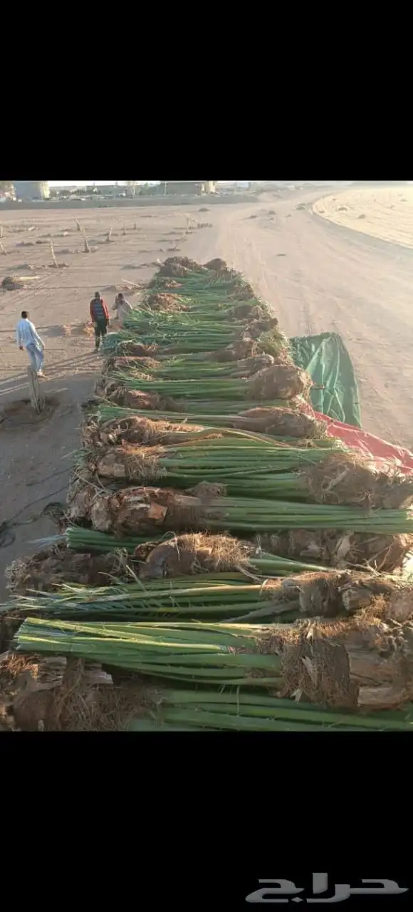توريد جميع أنواع النخيل 4