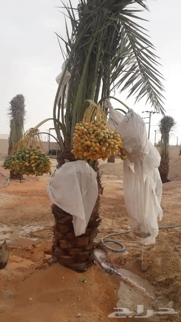 نخل مثمر للبيع نخل واشنطني مع إمكانية التوصيل والغرس 0