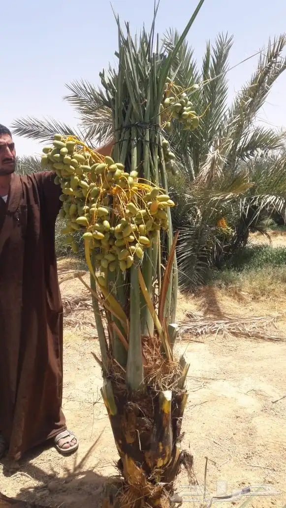 نخل مثمر للبيع نخل واشنطني مع إمكانية التوصيل والغرس 6