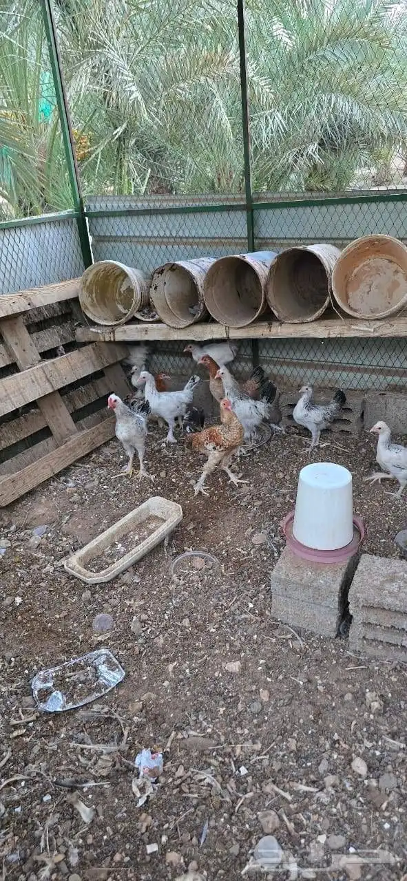 جنوبية سدير 1