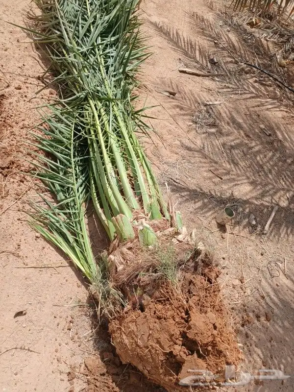 نخل مثمر للبيع مجدول خضري دخيني نخيل صقعي صفاوي عنبر شيشي غر 0
