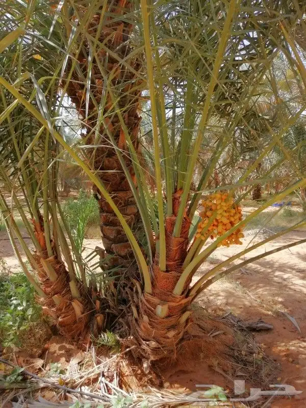 نخل مثمر للبيع مجدول خضري دخيني نخيل صقعي صفاوي عنبر شيشي غر 10