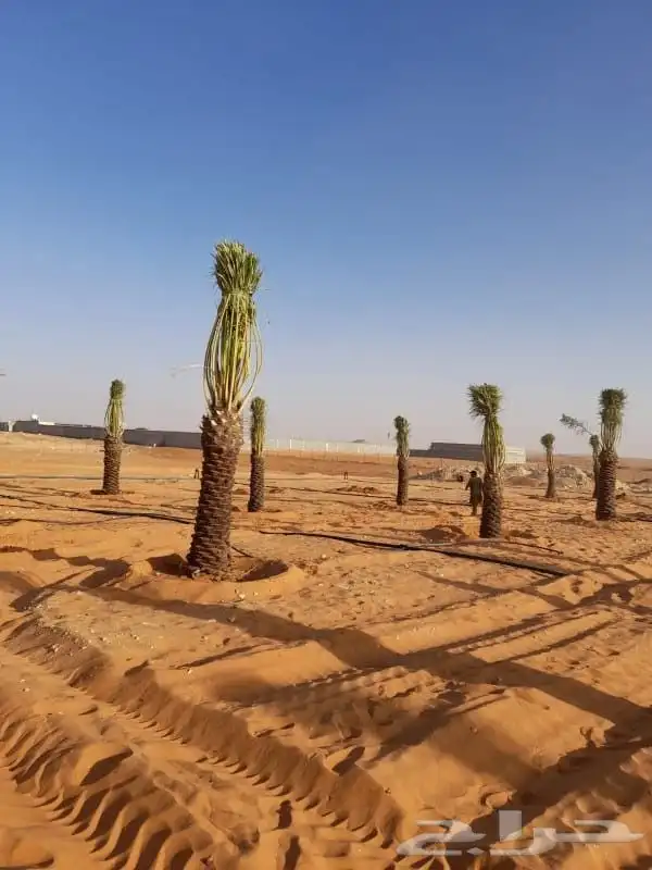 نخل مثمر للبيع نخيل برحي سلاطين غره صقعي هلالي سلج نبوت علي 2